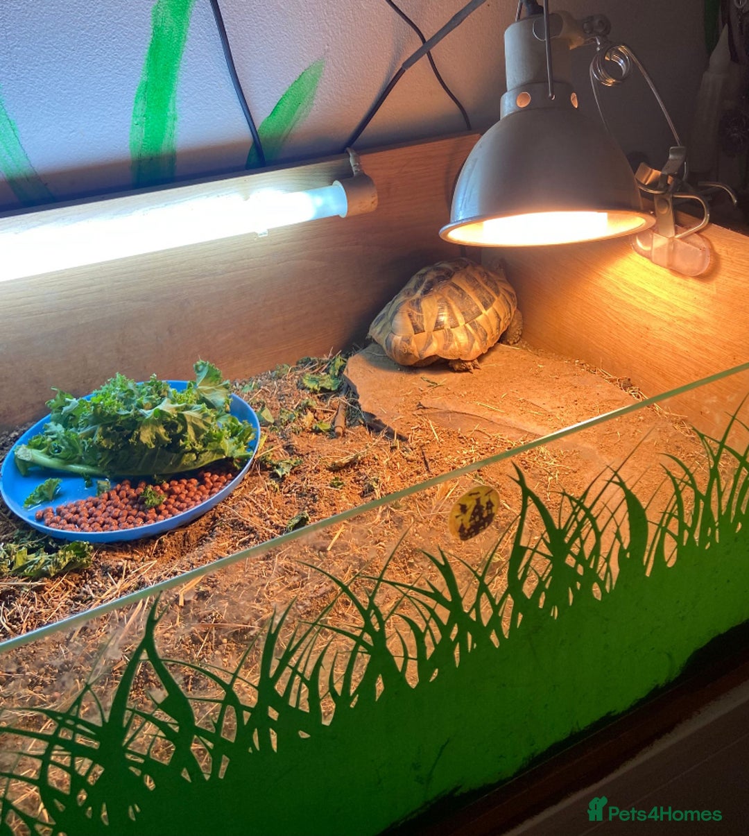 Hermann Tortoise reptiles for sale: Herman tortoise male 4 years old  - Advert 2