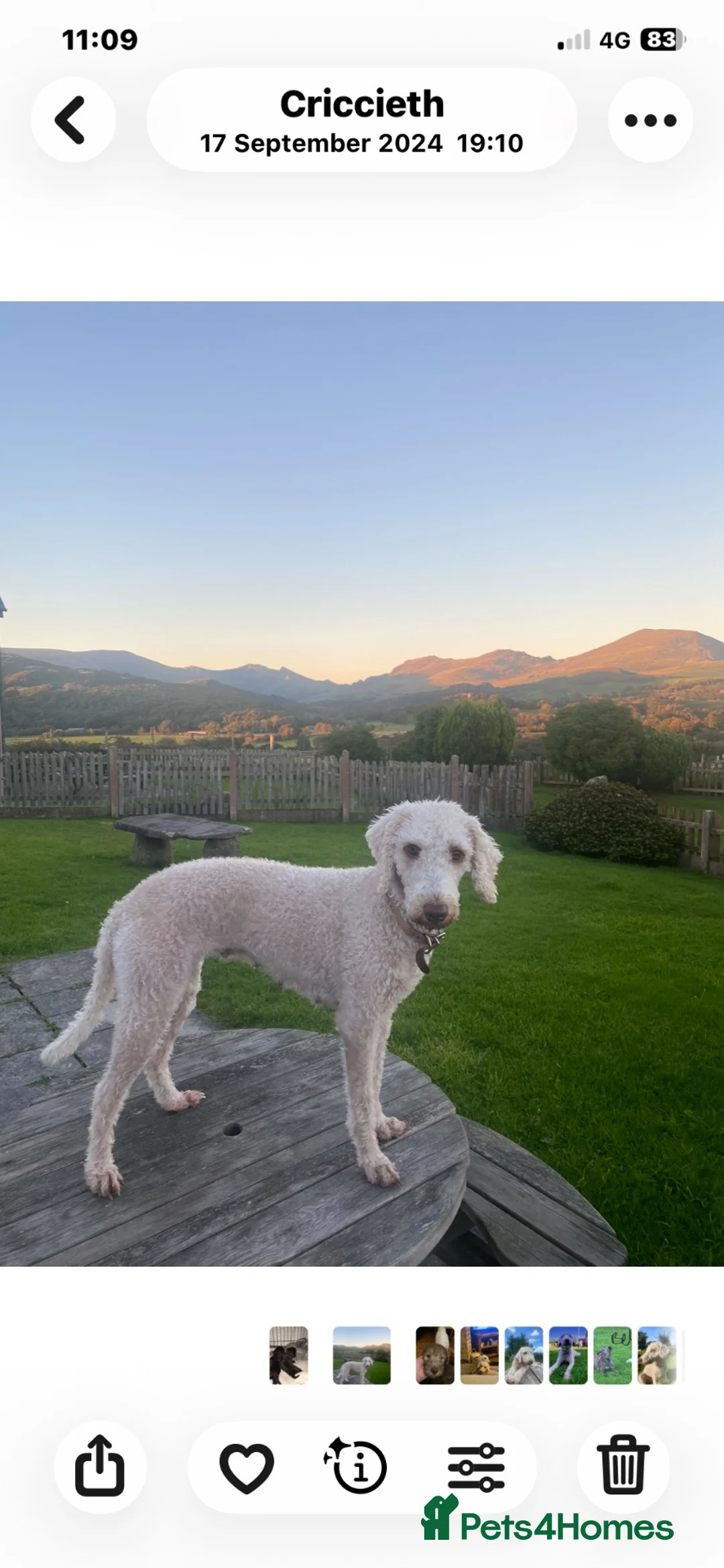 Mixed Breed dogs for sale: Liver Bedlington Mom & blue whippet dad. in Ludlow - Advert 2