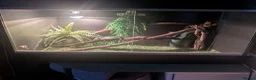 Chameleon reptiles for sale: Female Cameleon - Advert 2