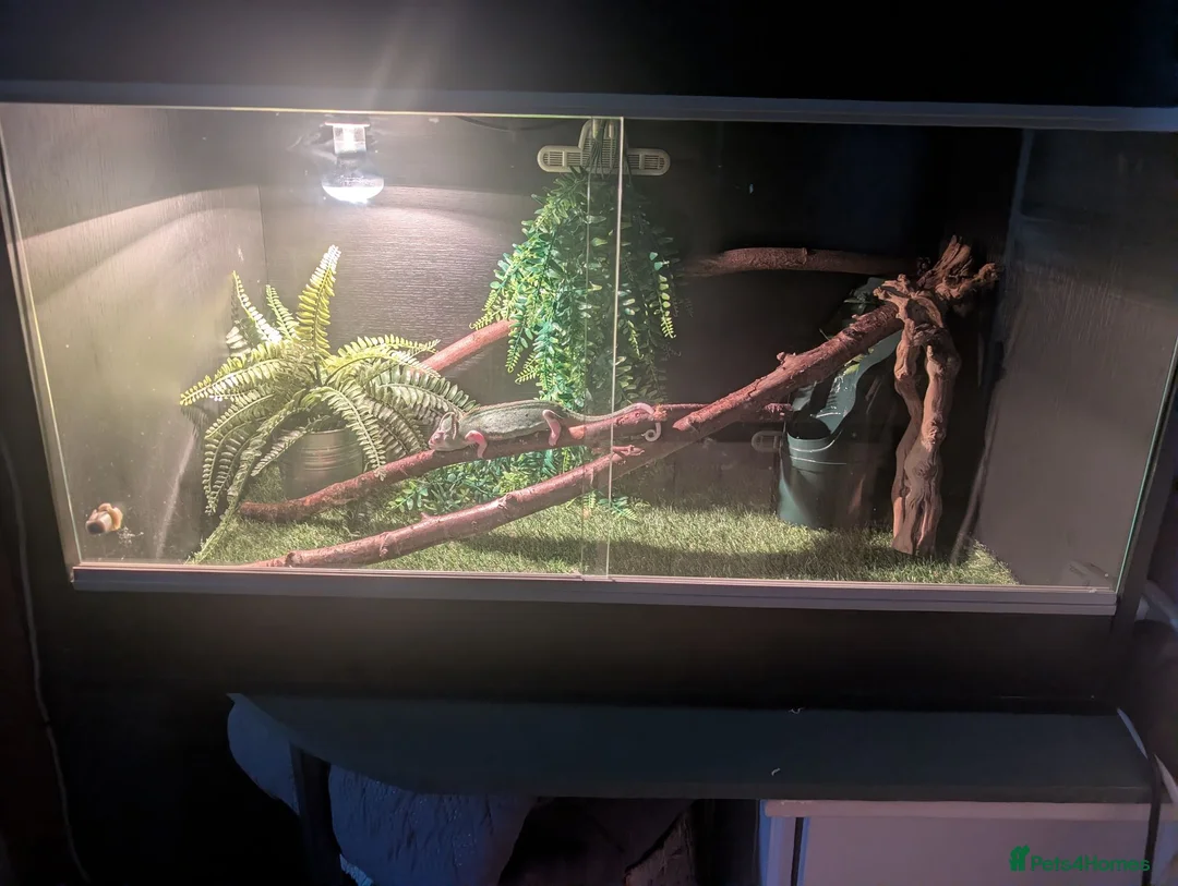 Chameleon reptiles for sale: Female Cameleon - Advert 2