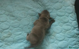 Staffordshire Bull Terrier dogs for sale: pure blue Staffordshire bull terriers - Image 16