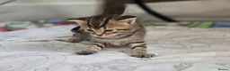 Mixed Breed cats for sale: British Shorthair mix kittens  - Advert 14