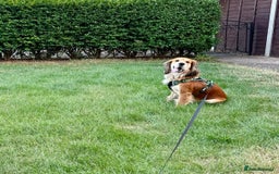 Cocker Spaniel dogs for sale: Meet Cooper – A Friendly, Smart Cocker Spaniel Boy - Image 2