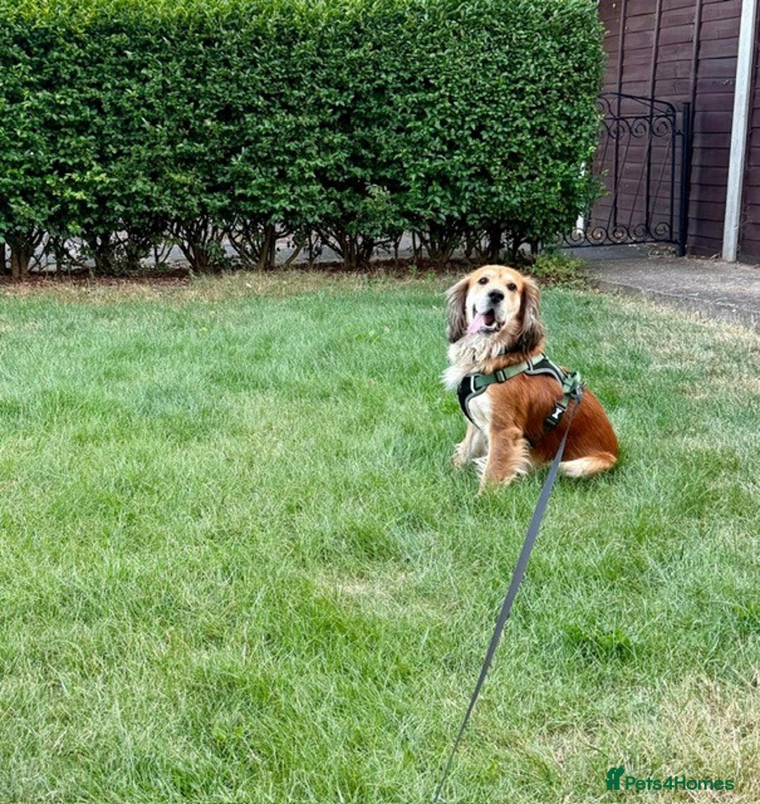 Cocker Spaniel dogs for sale: Meet Cooper – A Friendly, Smart Cocker Spaniel Boy - Image 2