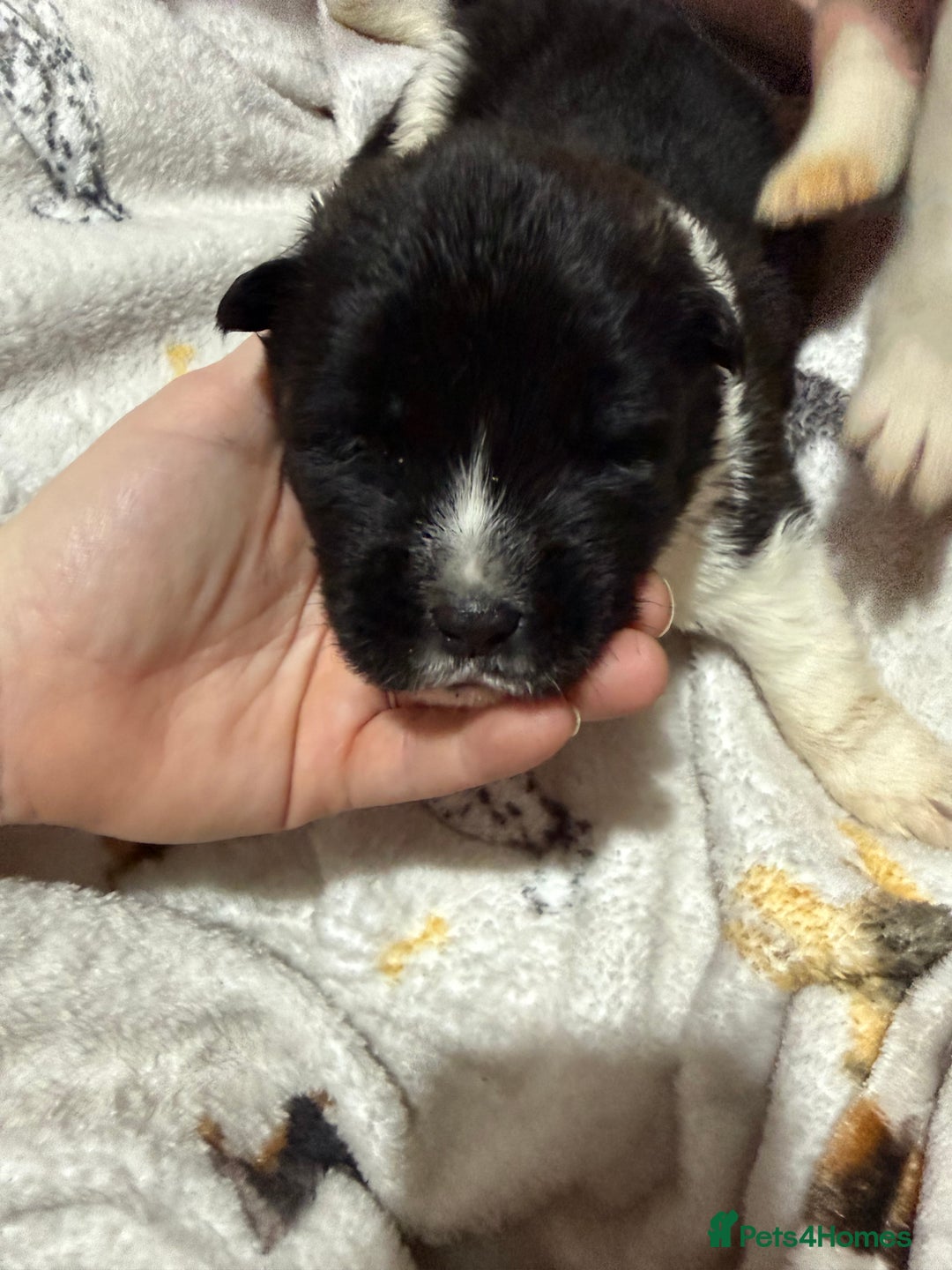 Akita dogs for sale: Big bear head full American Akitas  - Advert 6