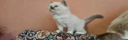 Ragdoll cats for sale: Adorable ragdoll kitten for sale - Advert 4