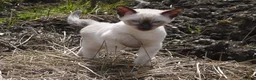 Siamese cats for sale: Adorable Siamese Kittens - Advert 7
