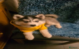 Pomsky dogs for sale: Pomsky F3 Pups -Read Descp - Image 8