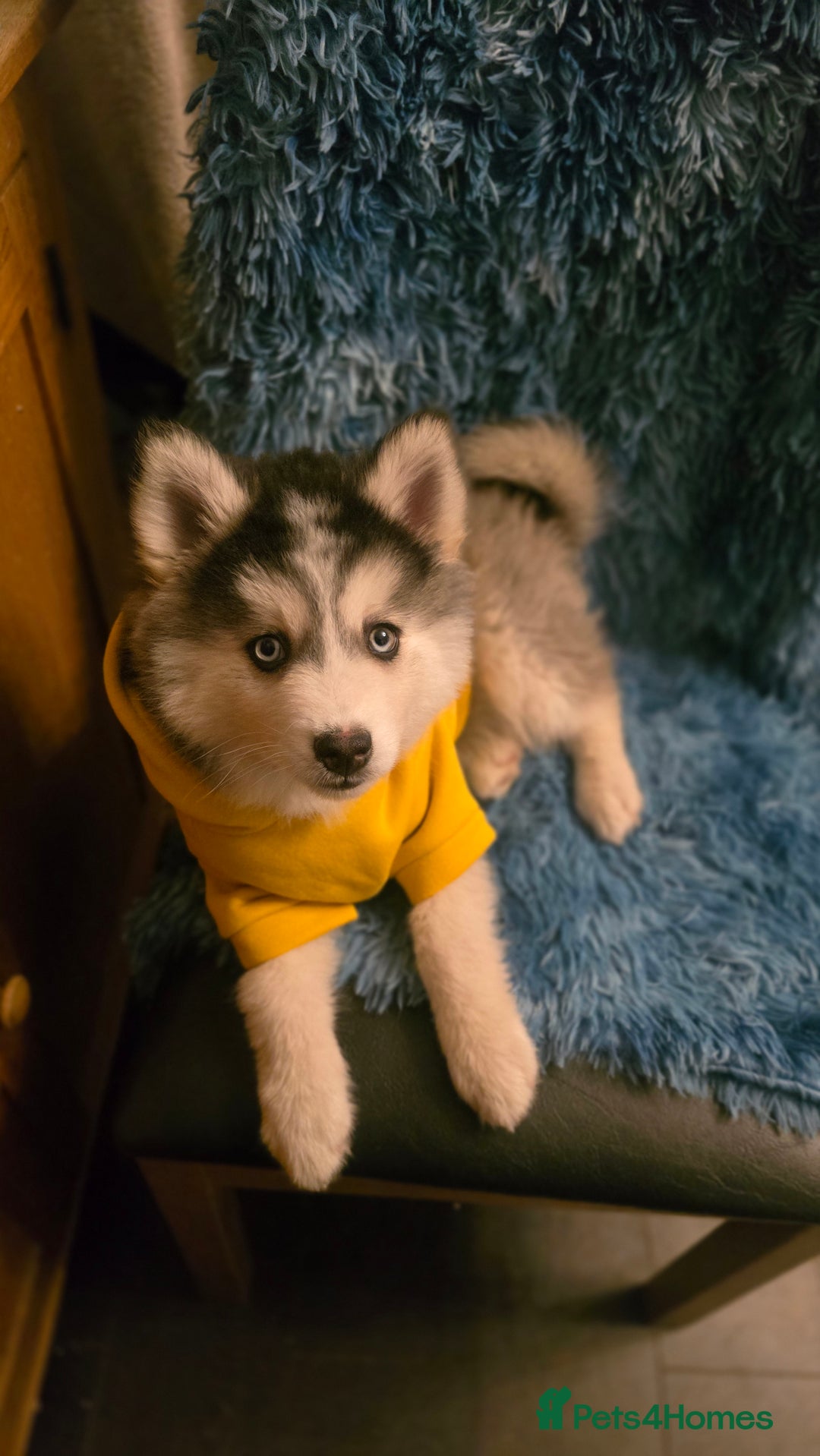 Pomsky dogs for sale: Pomsky F3 Pups -Read Descp - Image 8