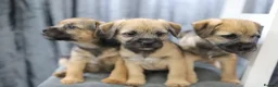 Border Terrier dogs for sale: Border terrier puppies for sale in Ashford - Advert 5