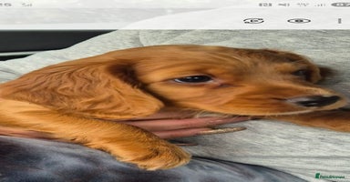 Cocker Spaniel dogs - Advert 1
