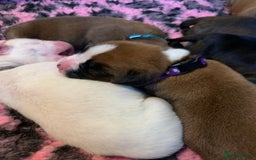 Boxer dogs for sale: KC registered Boxer Puppies - Image 24