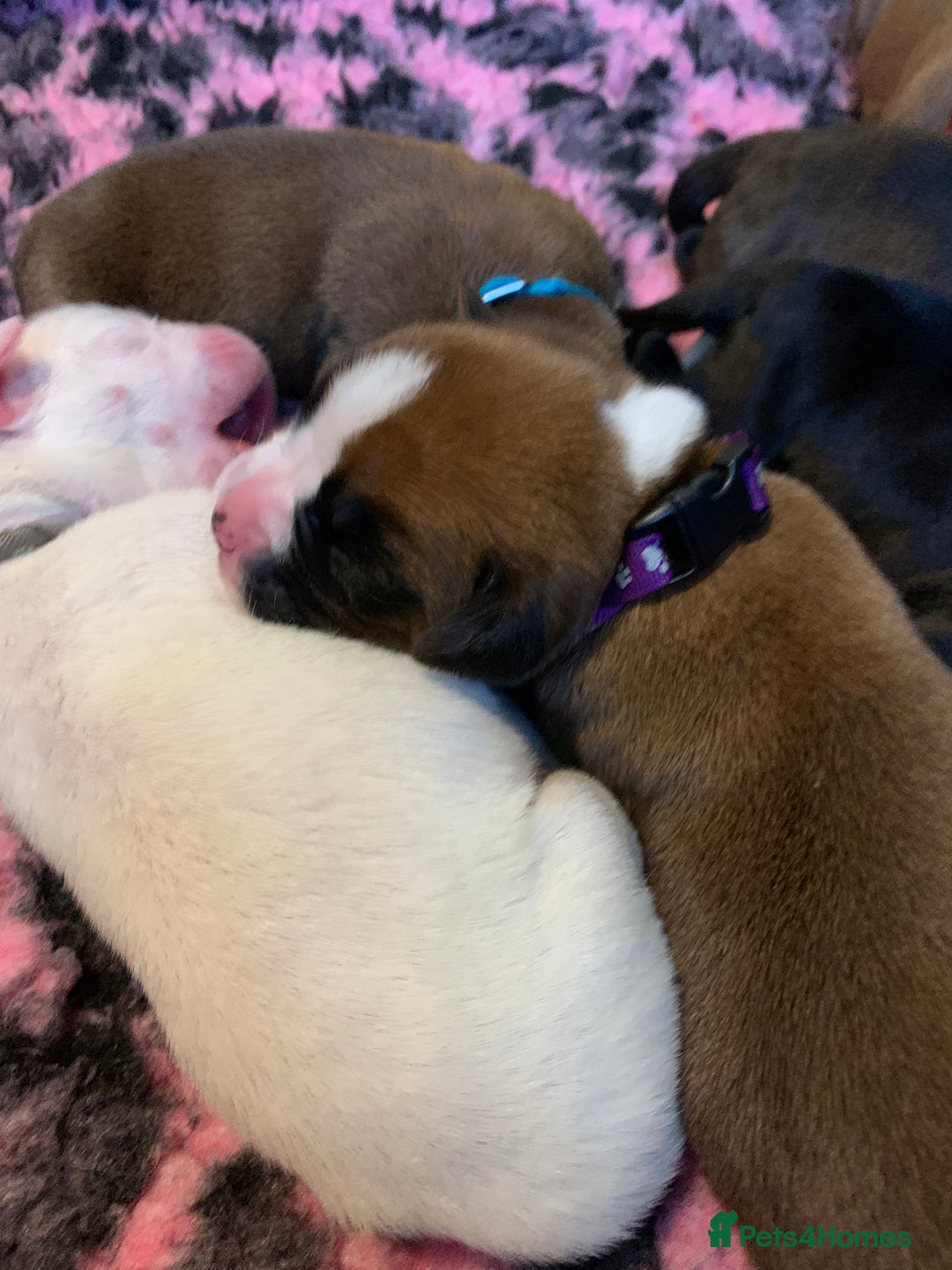 Boxer dogs for sale: KC registered Boxer Puppies - Image 24
