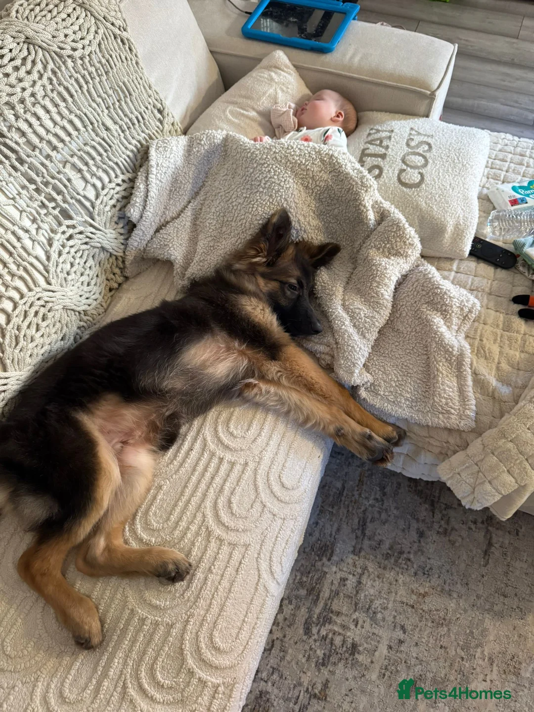German Shepherd dogs for sale: Family Reared 7mo German Shepherd Puppy - Advert 4