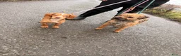 Border Terrier dogs for stud: Border terrier stud - Advert 4