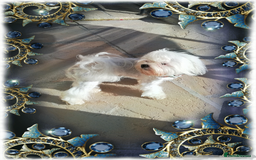 Toy Poodle dogs for stud: Stunning Maltese health tested stud in Blackpool - Image 2