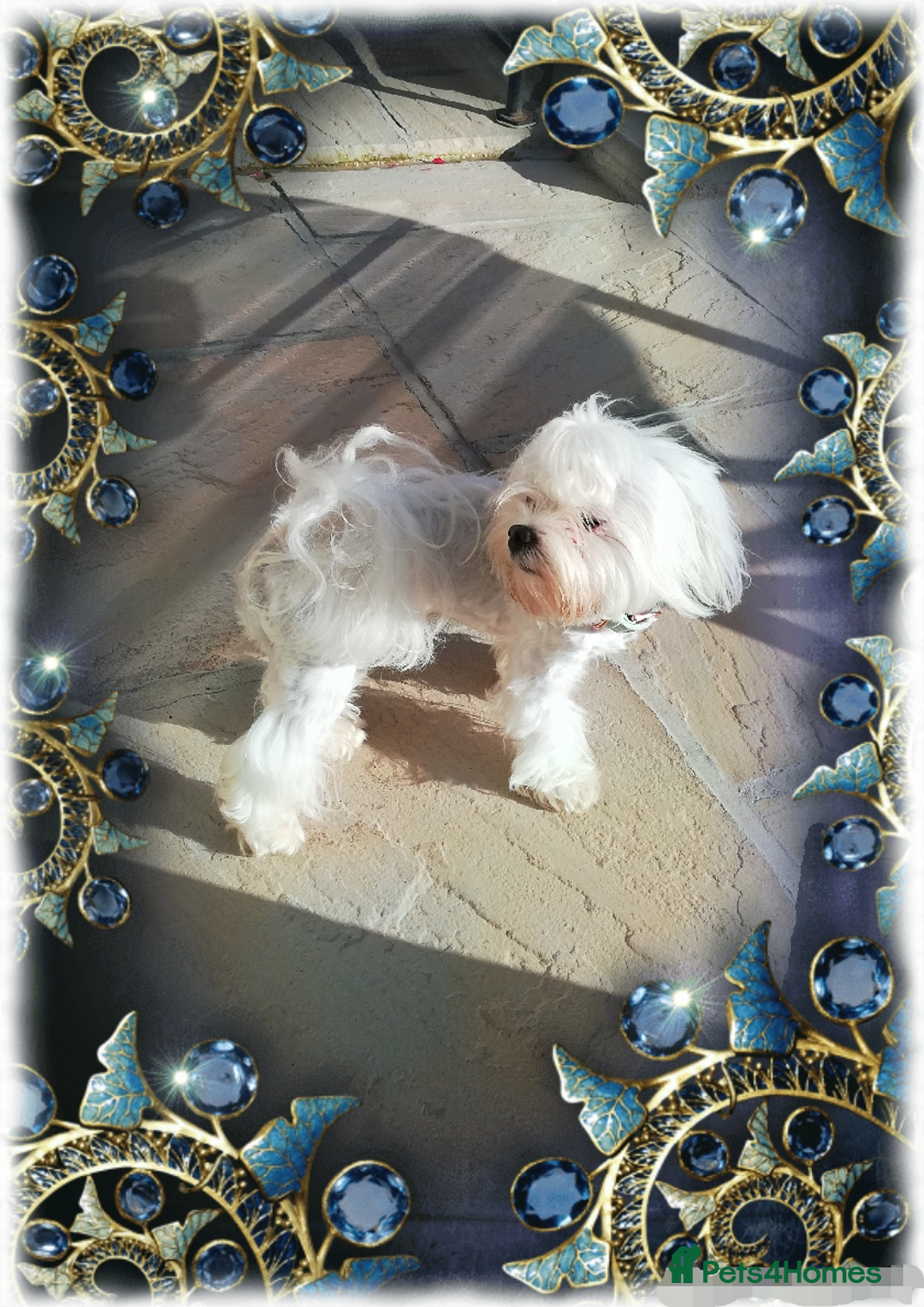 Toy Poodle dogs for stud: Stunning Maltese health tested stud in Blackpool - Image 2