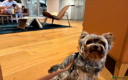 Yorkshire Terrier dogs for sale: Happy healthy Yorkshire terrier - Image 4