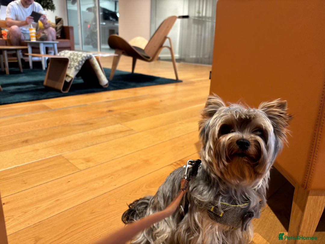 Yorkshire Terrier dogs for sale: Happy healthy Yorkshire terrier - Image 4