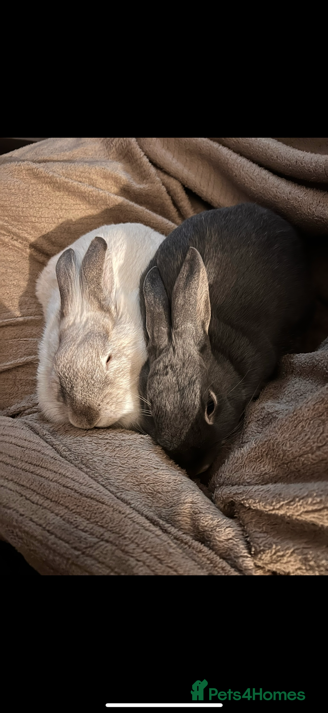 Mixed Breed rabbits for sale: Neutered male Rabbit  - Advert 2