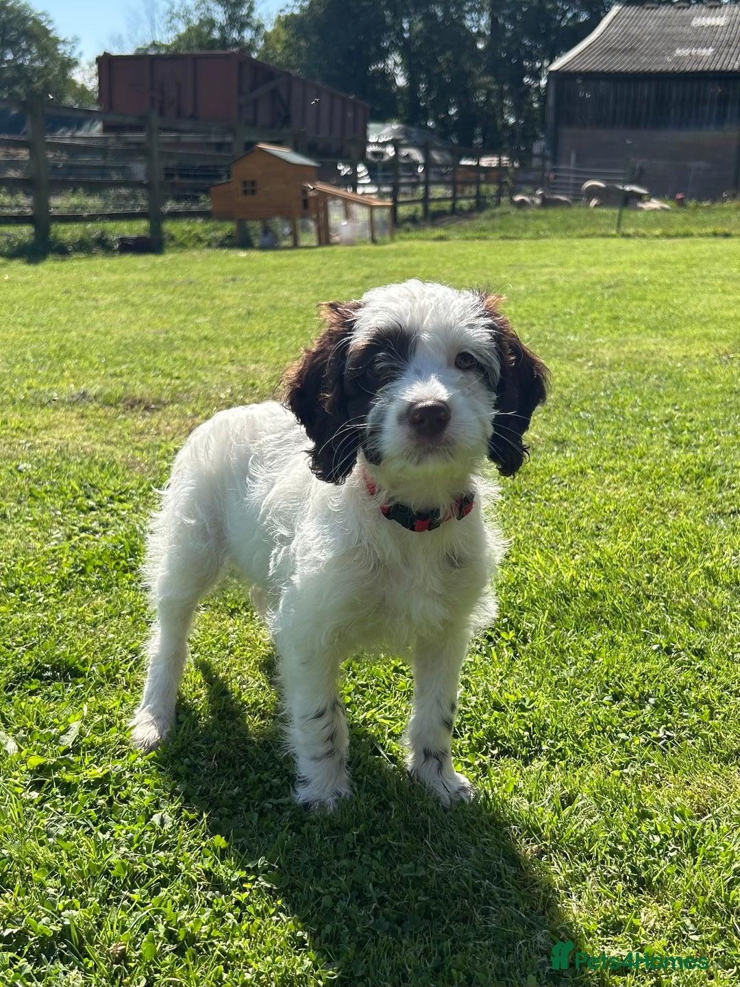 Sproodle dogs for sale: Sproodle Puppies Ready For Their Forever Homes - Image 1