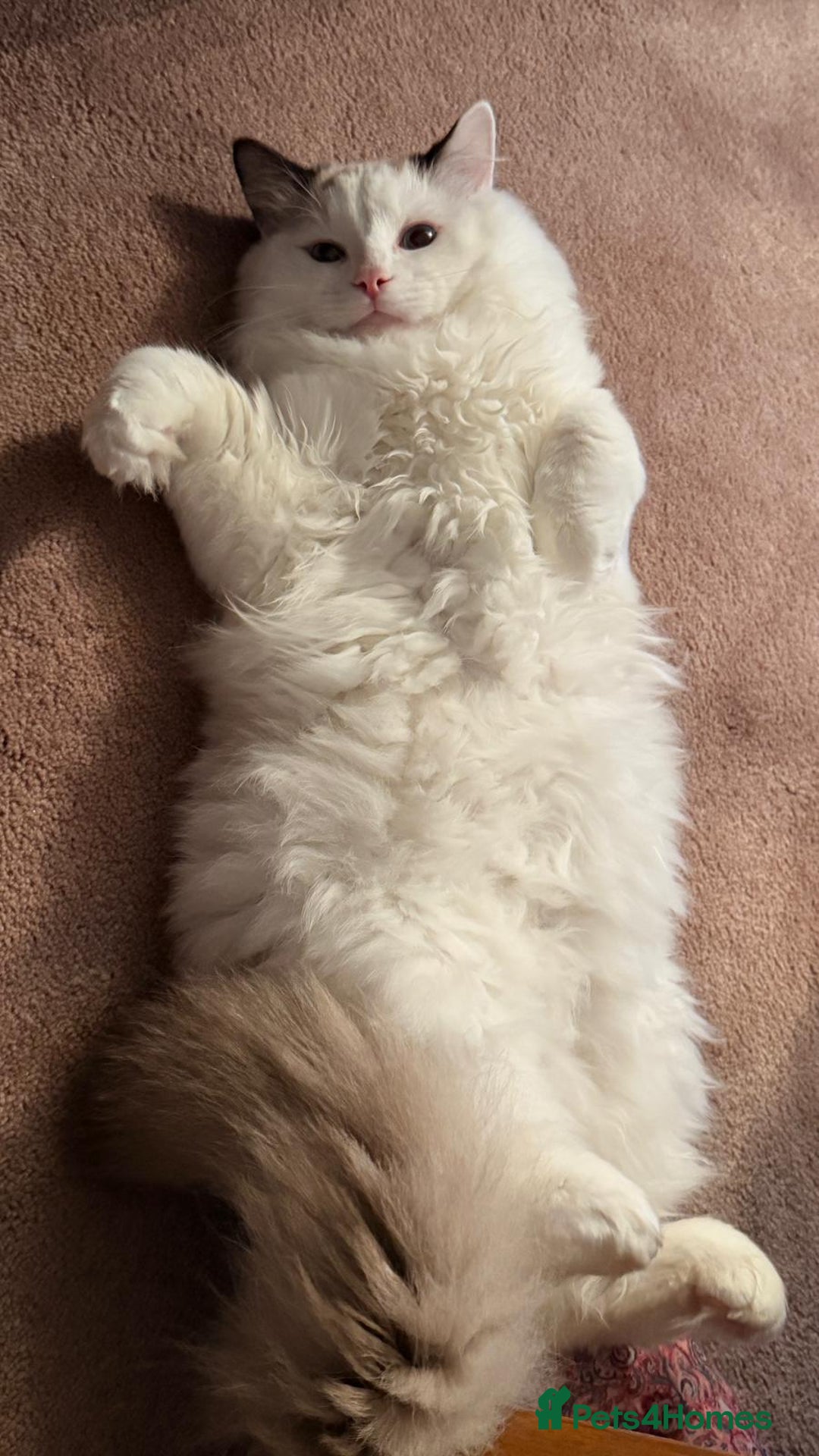 Ragdoll cats for sale: Meet Snow Our Sweet Ragdoll Looking for a New Home - Advert 8