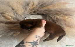 Chow Chow dogs for sale: Chow chow pups - Image 8