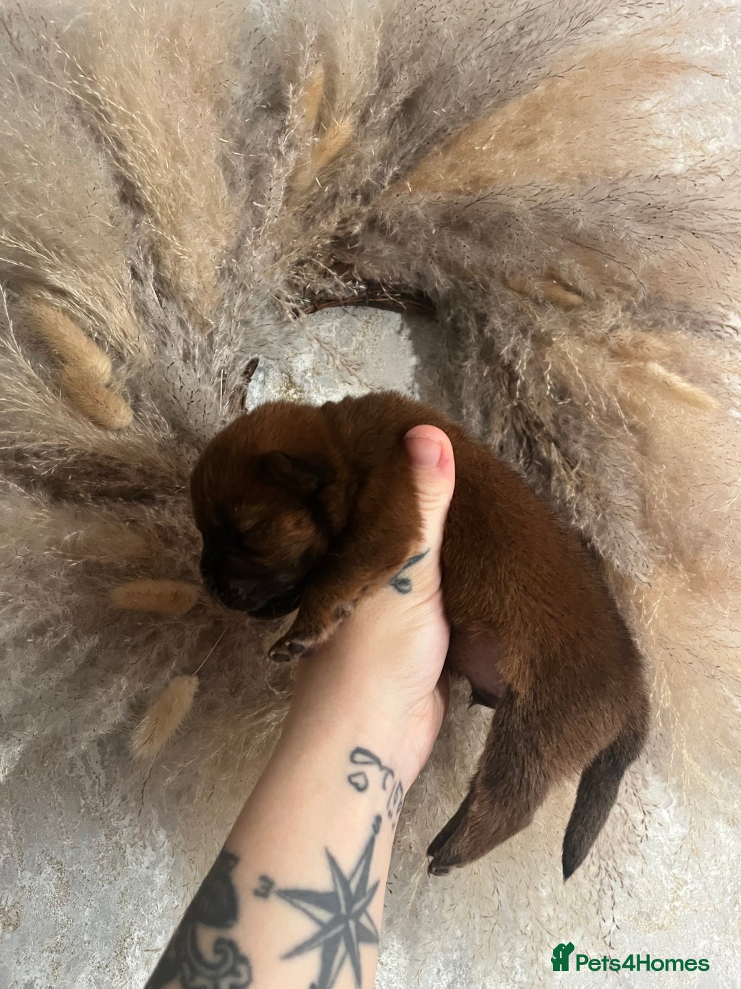 Chow Chow dogs for sale: Chow chow pups - Image 8