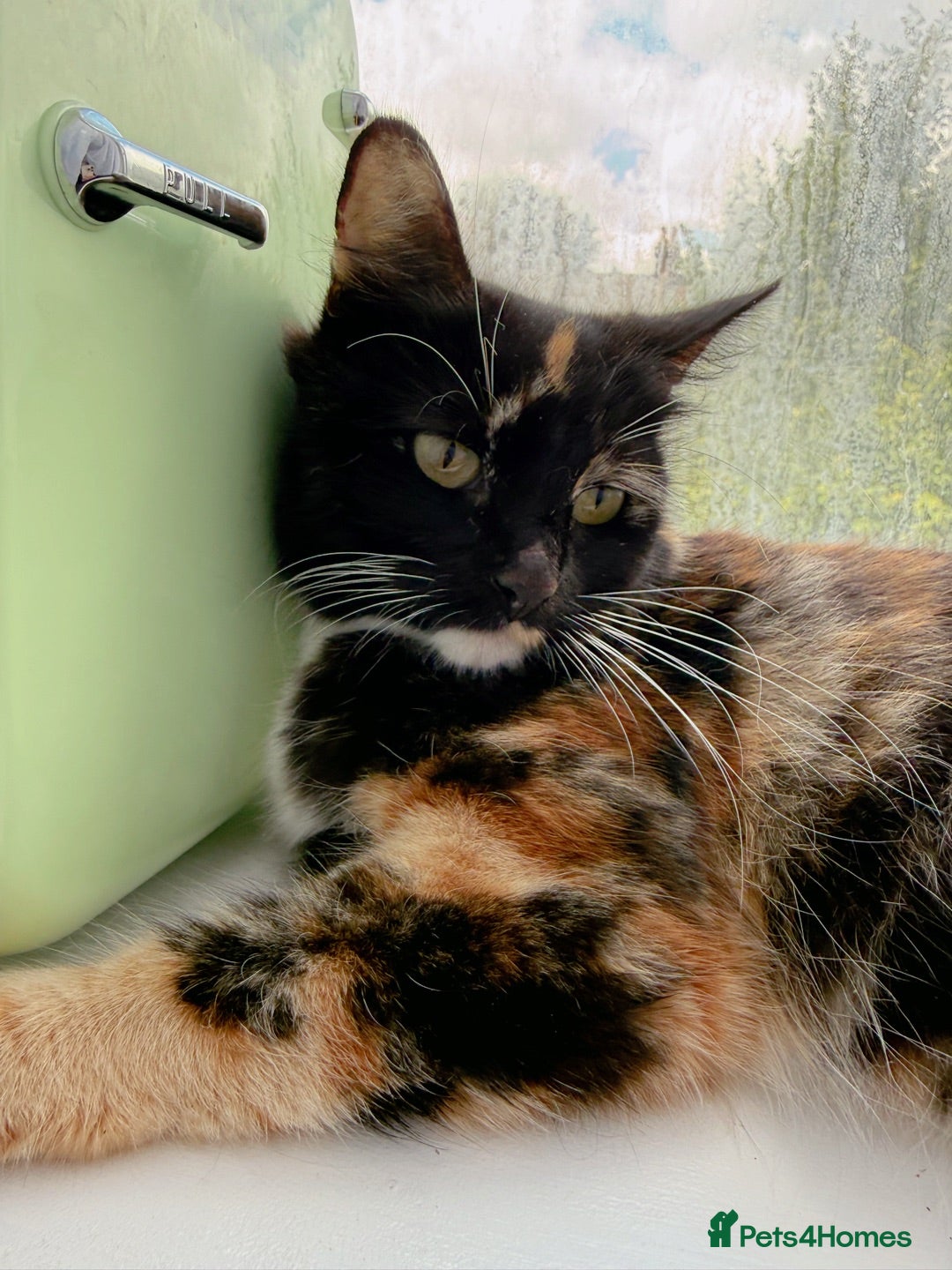 Mixed Breed cats Cairo, female Calico and Tortoise Mix  - Advert 1