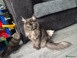 Maine Coon cats ✨🐾 Stunning Russian Maine Coon Kittens 🐾✨ - Advert 1