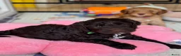 Australian Labradoodle dogs for sale: Australian labradoodle puppy Medium - Advert 7