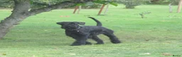 Giant Schnauzer dogs for sale: KC registered Giant Schnauzer puppy. - Advert 2