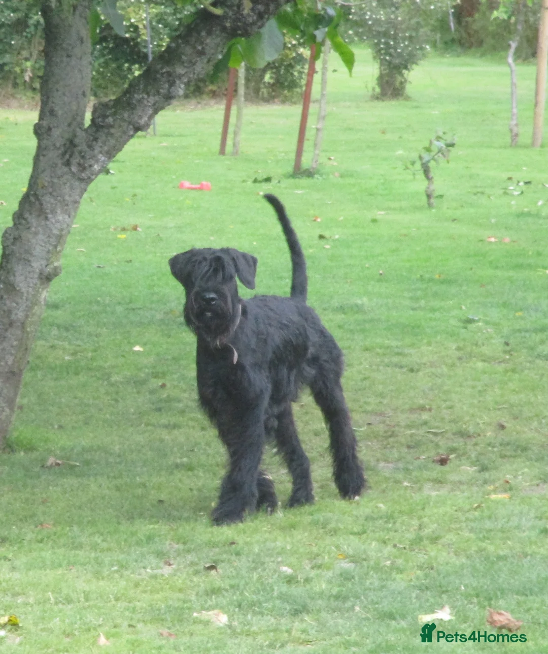 Giant Schnauzer dogs for sale: KC registered Giant Schnauzer puppy. - Advert 2