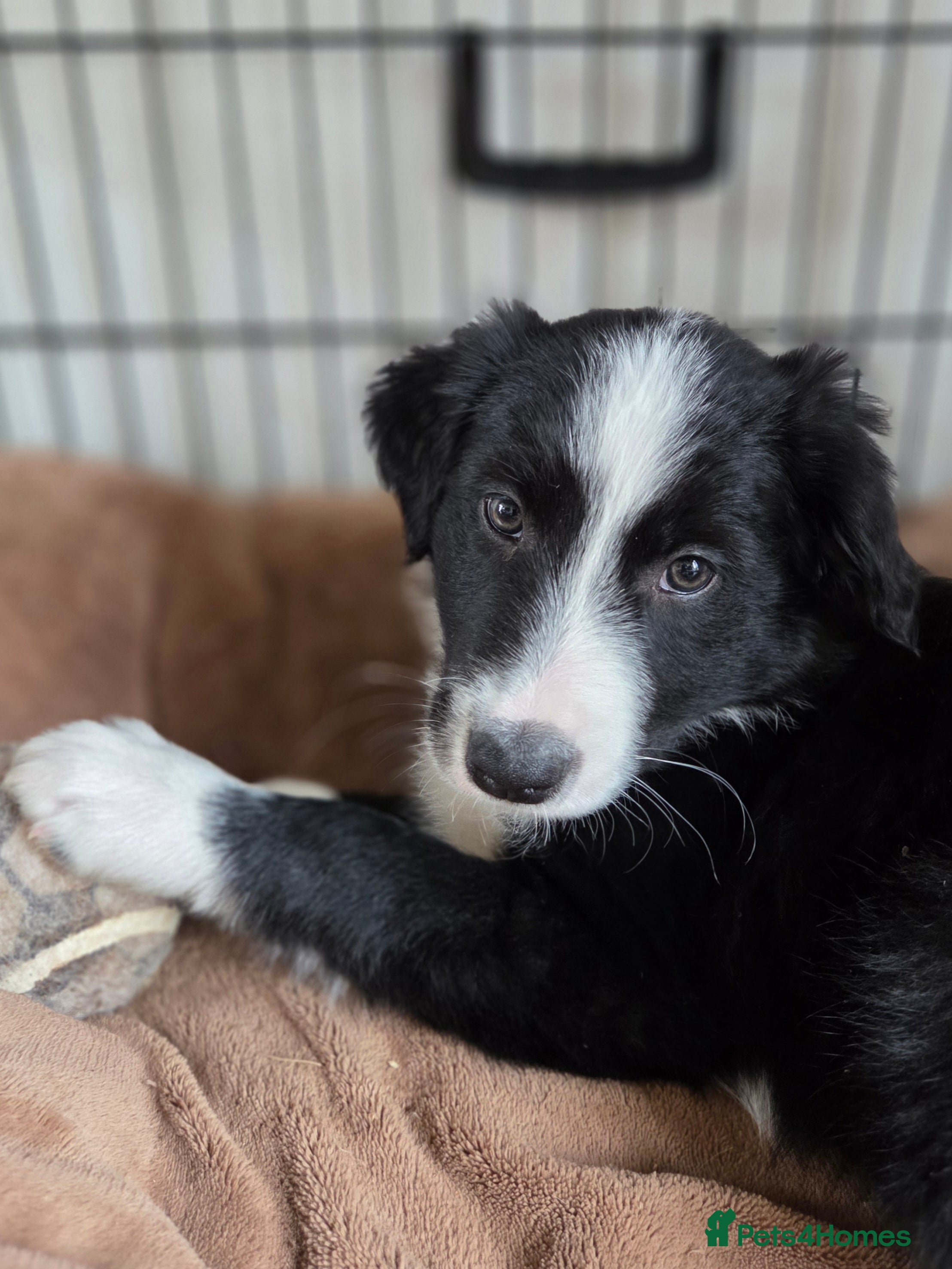 Border Collie dogs Ready Now - Sweetest Boy Collie Pup - Advert 1