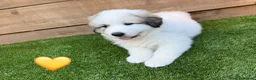 Pyrenean Mountain Dog dogs for sale: ONLY 1 Pyrenean Mountain Dog Puppies left 💙💛💙💛 - Advert 2