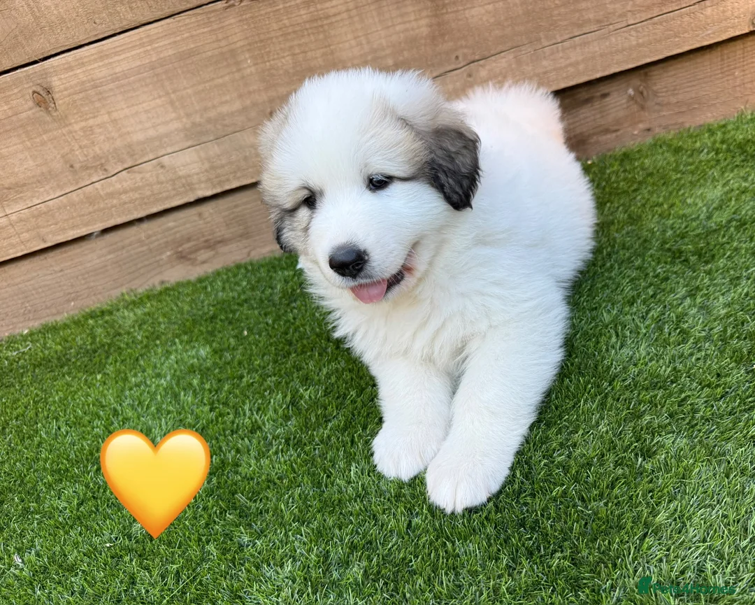 Pyrenean Mountain Dog dogs for sale: ONLY 1 Pyrenean Mountain Dog Puppies left 💙💛💙💛 - Advert 2