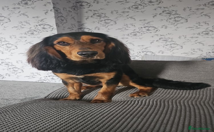 Mixed Breed dogs - Advert 1
