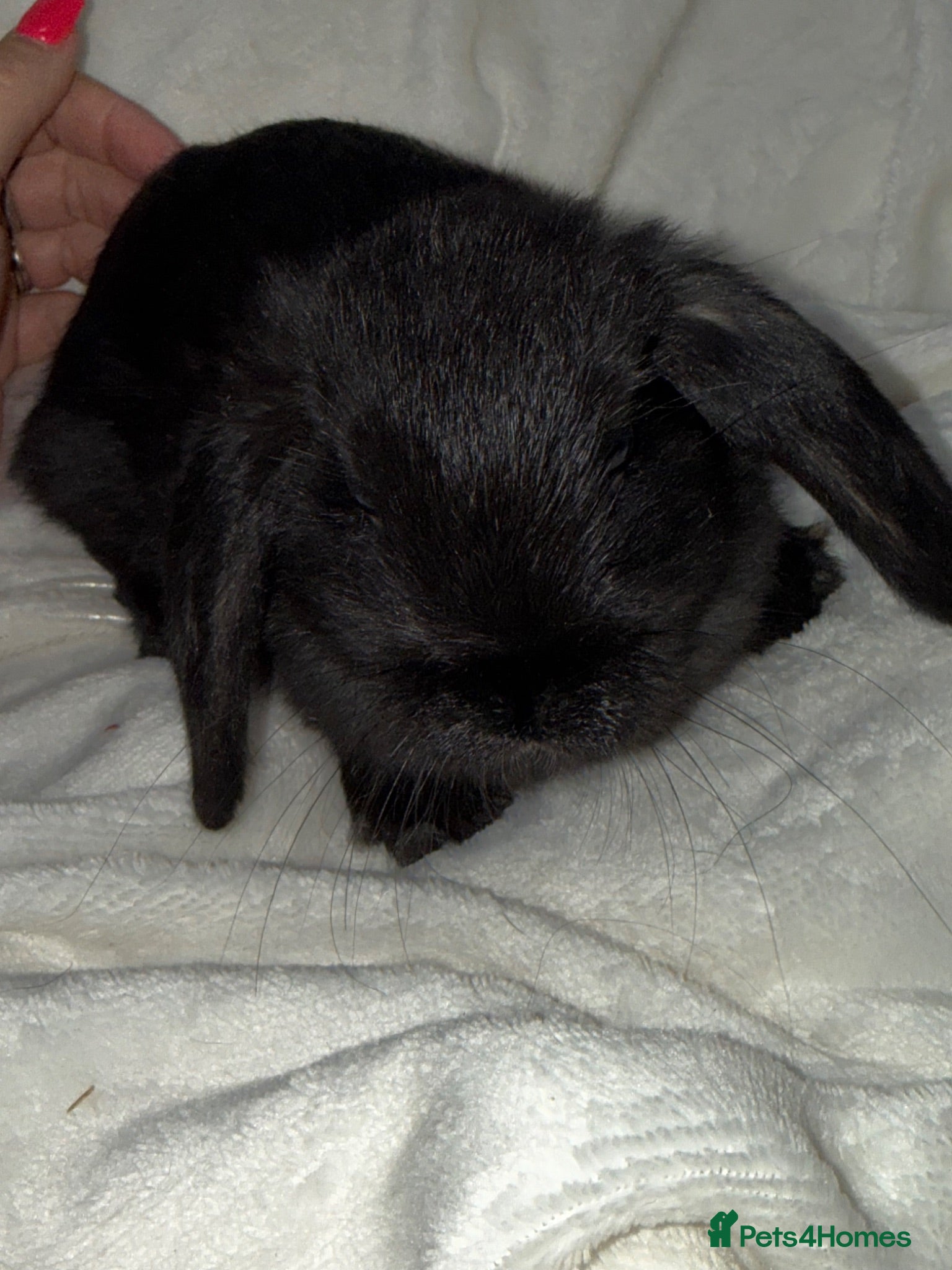 Mini Lop rabbits Beautiful mini lop bunnies - Advert 1