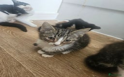 Mixed Breed cats for sale: Kittens For Sale - Image 1