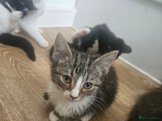 Mixed Breed cats for sale - Advert 1