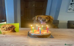 Golden Retriever dogs for sale: **True Gold** Pure Golden Retriever Puppies - Image 12