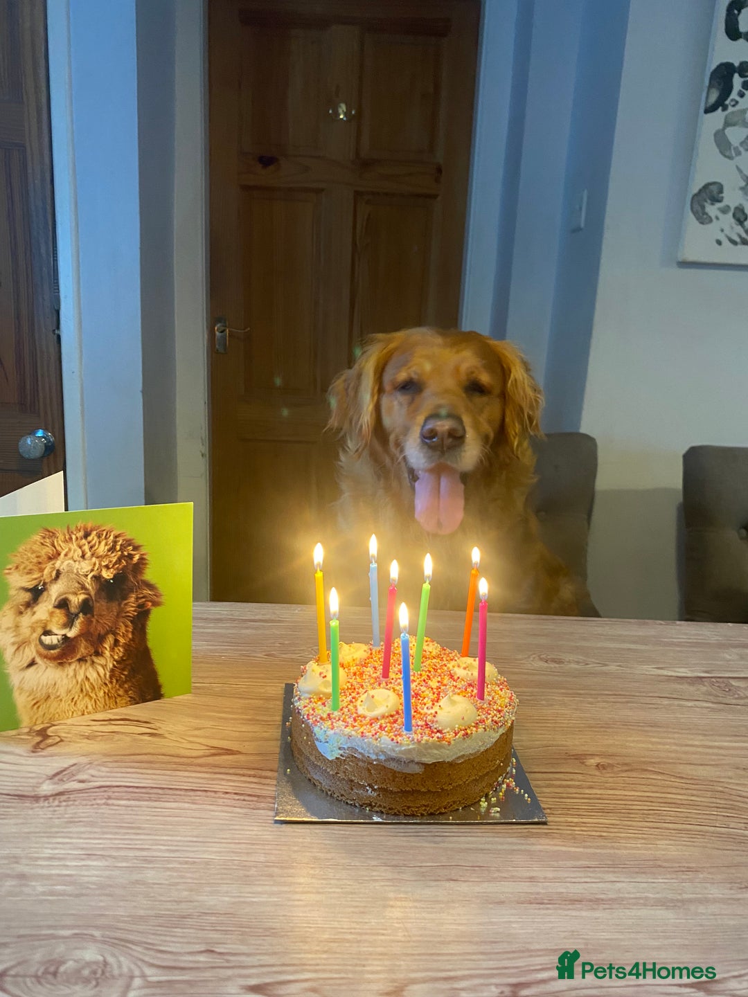Golden Retriever dogs for sale: **True Gold** Pure Golden Retriever Puppies - Image 12