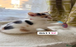 Mixed Breed cats for sale: 2 boys & 2 girls beautiful kittens - Image 5