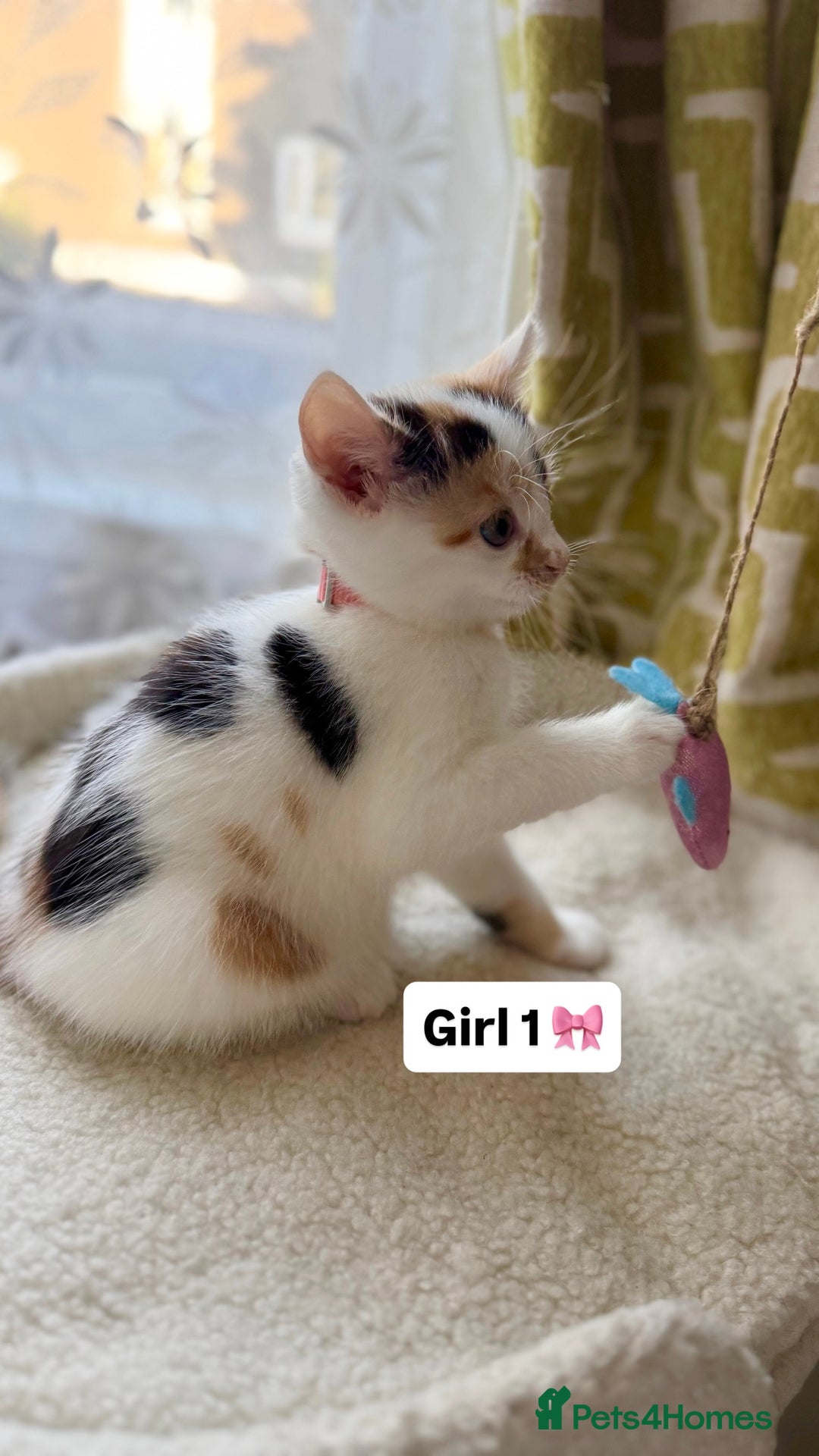 Mixed Breed cats for sale: 2 boys & 2 girls beautiful kittens - Image 5