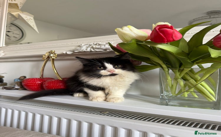 British Shorthair cats for sale - Advert 2