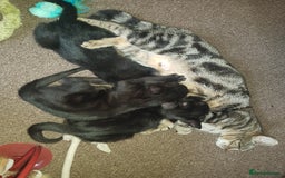 Mixed Breed cats for sale: 4 Beautiful kittens for sale - Image 7