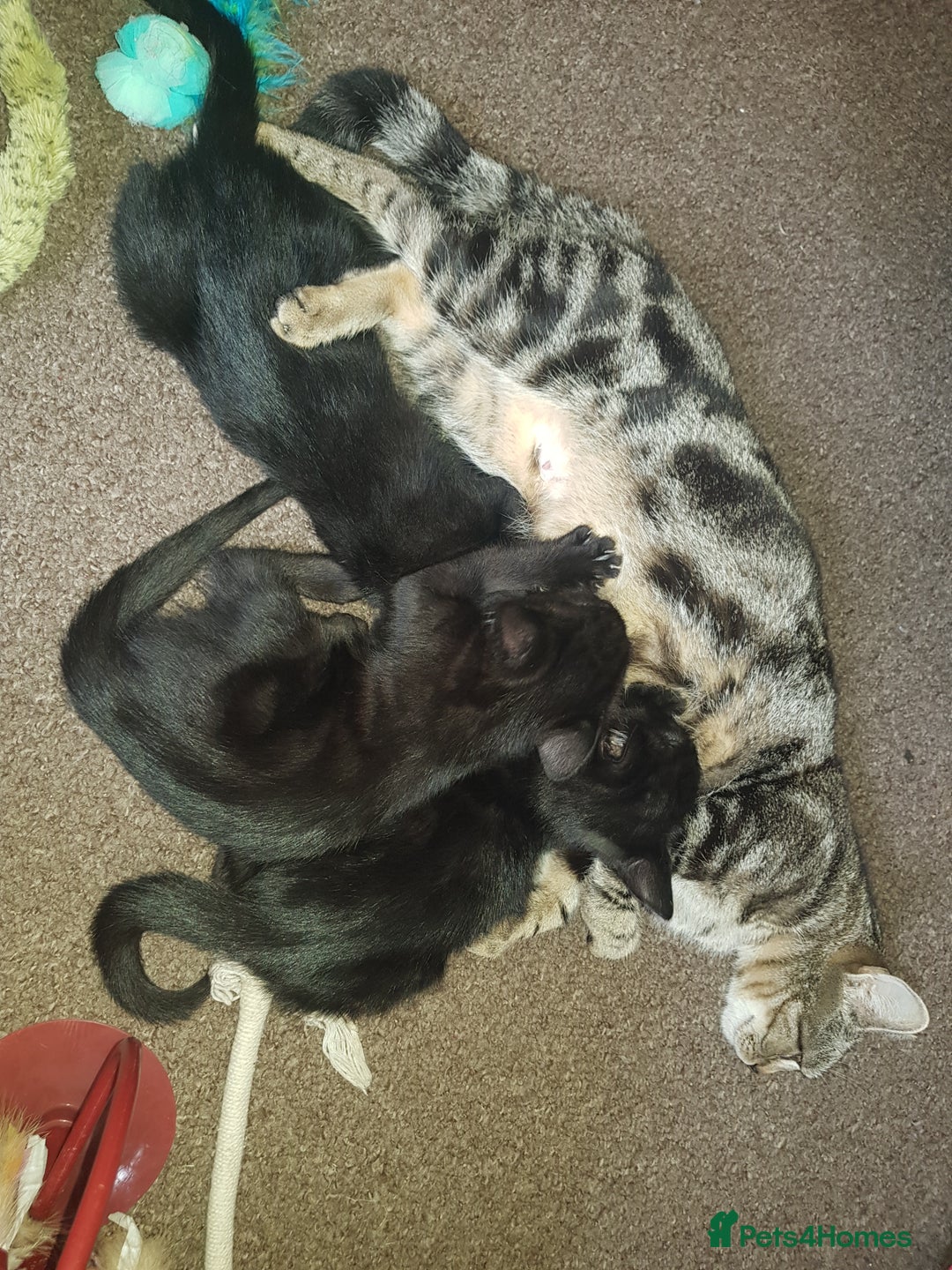 Mixed Breed cats for sale: 4 Beautiful kittens for sale - Image 7