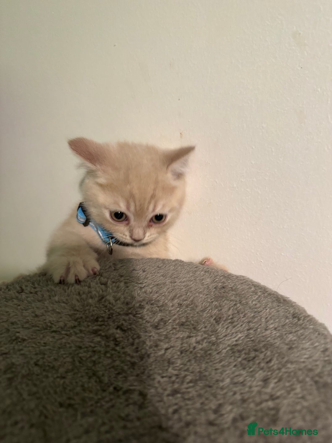 British Shorthair cats for sale: Lovely British shorthair kittens  - Advert 8