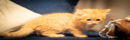 RagaMuffin cats for sale: Ragamuffin & Siamese tabby mixed - Advert 6