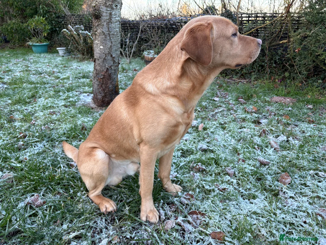 Labrador Retriever dogs for stud: Bilbo Jumper Fox Red Stud - Advert 3